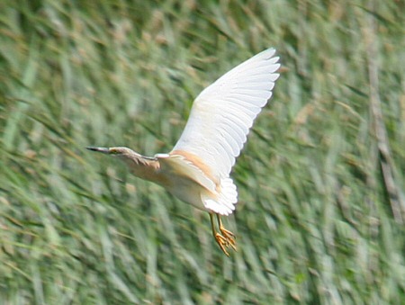 Squacco Heron