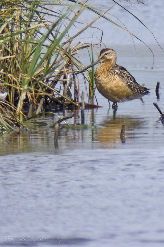 Long-billed Dowitcher