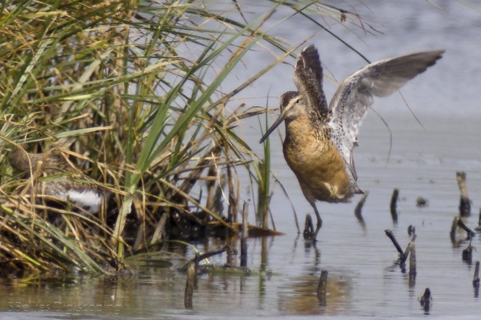 Long-billed Dowitcher