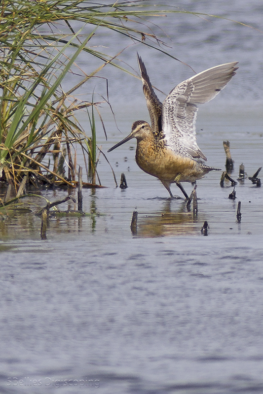 Long-billed Dowitcher