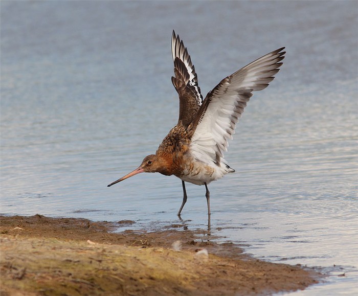Black-tailed Godwit