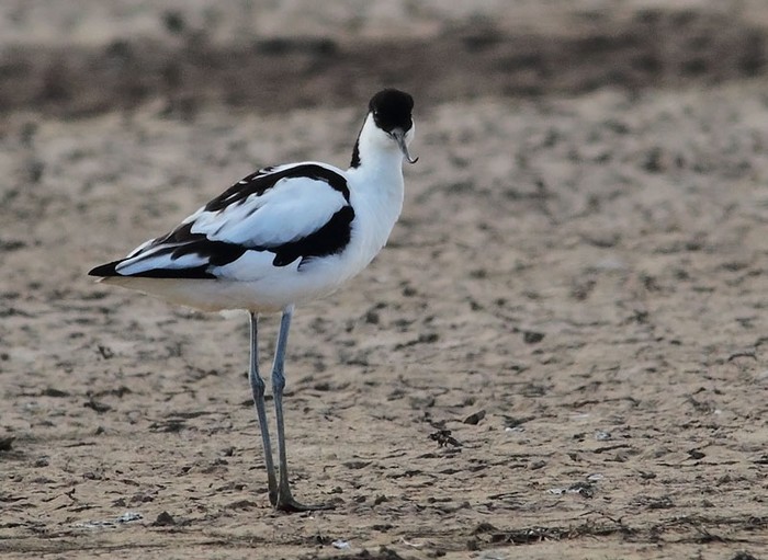 Avocet