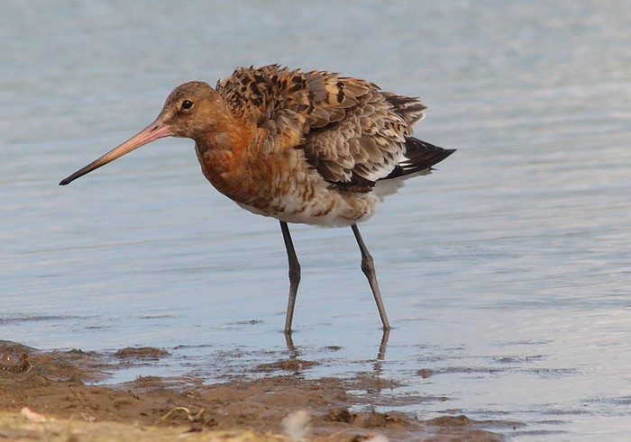 Black-tailed Godwit