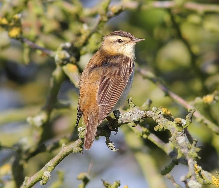 Sedge Warbler