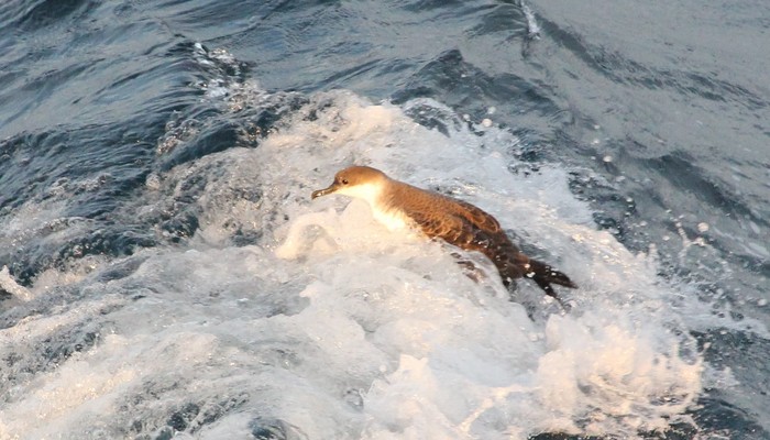 Great Shearwater