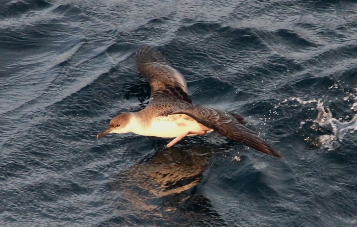 Great Shearwater
