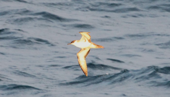 Great Shearwater