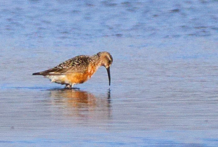 Curlew Sandpiper
