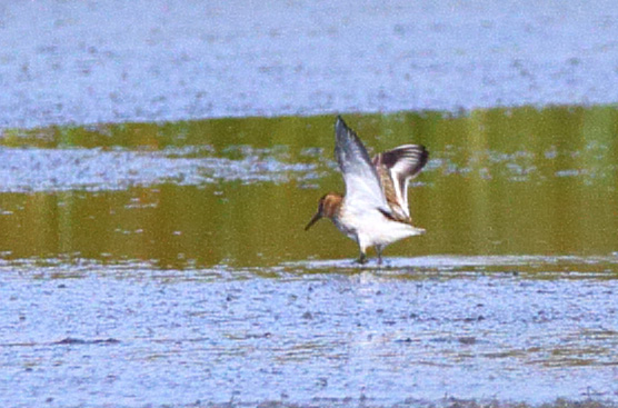 Little Stint