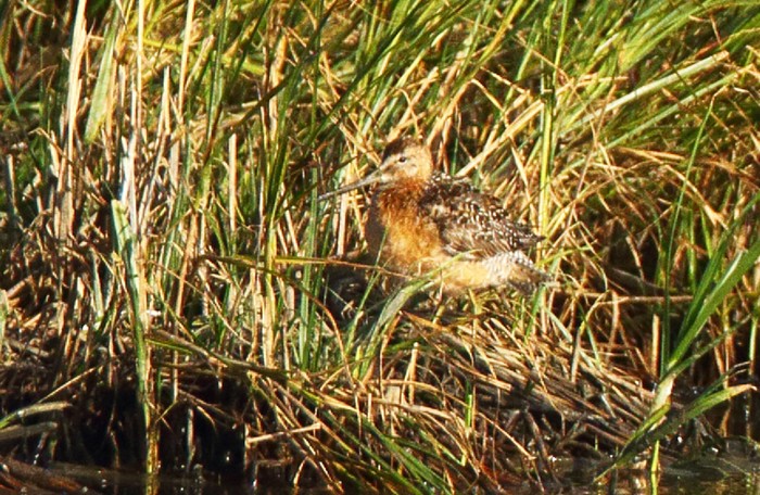 Long-billed Dowitcher