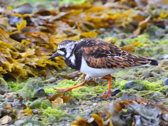 Turnstone