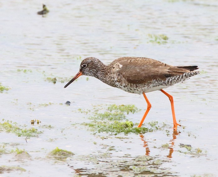 Redshank
