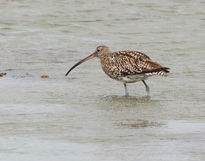 Curlew