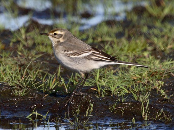 Citrine Wagtail
