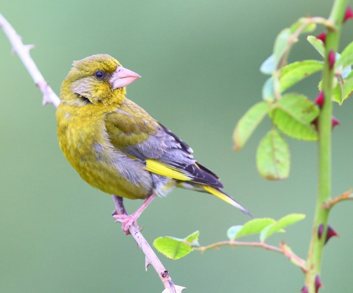 Greenfinch