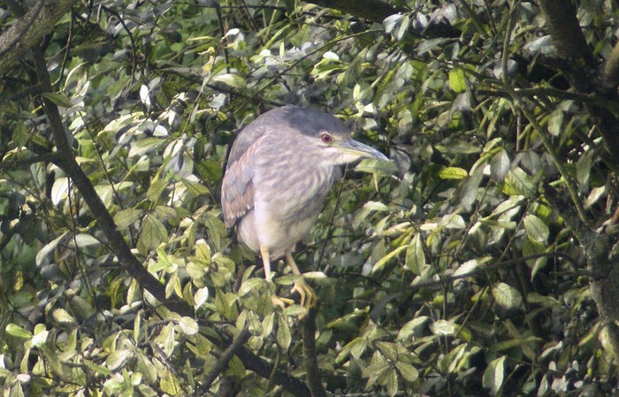 Night Heron
