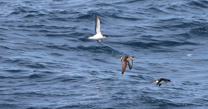 Manx Shearwater