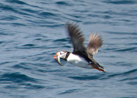 Puffin