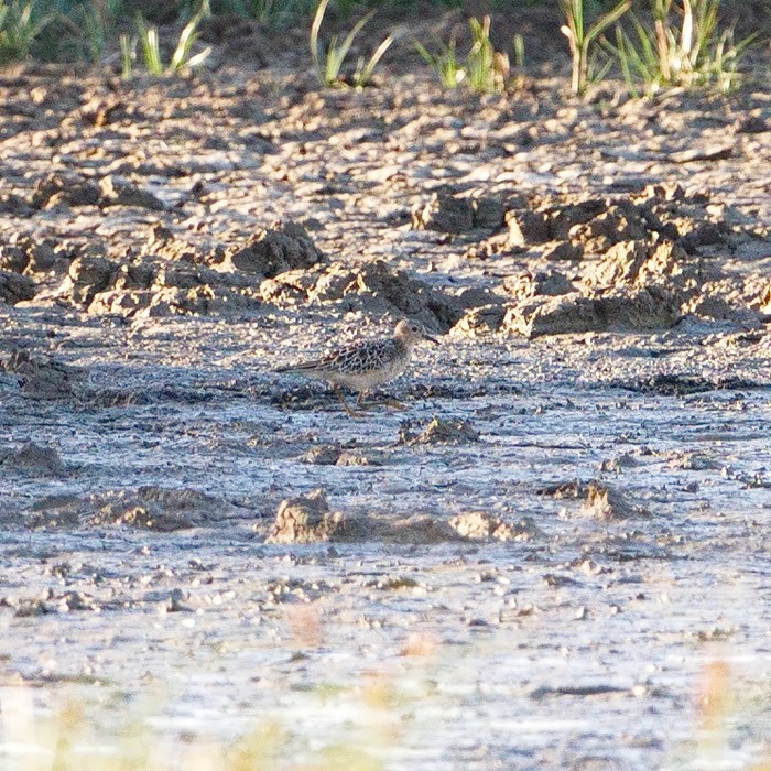 Buff-breasted Sandpiper