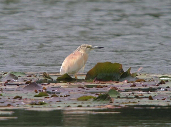 Squacco Heron