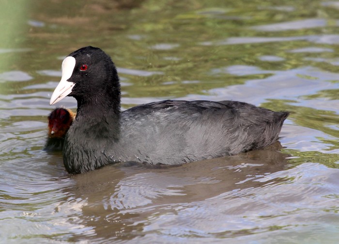 Coot