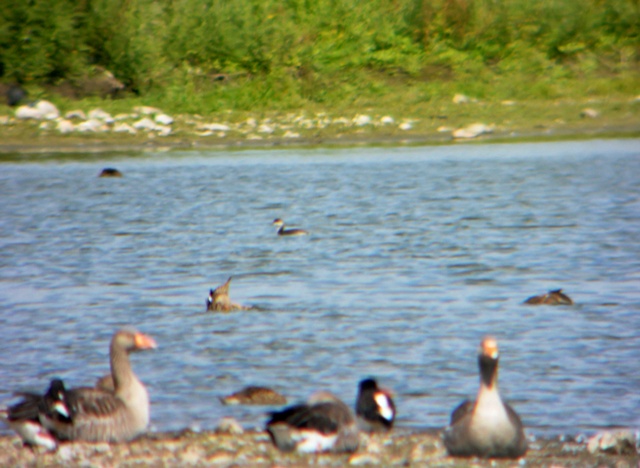 Black-necked Grebe