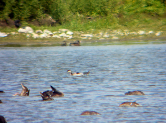 Black-necked Grebe