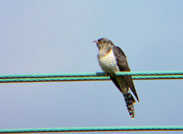 Cuckoo