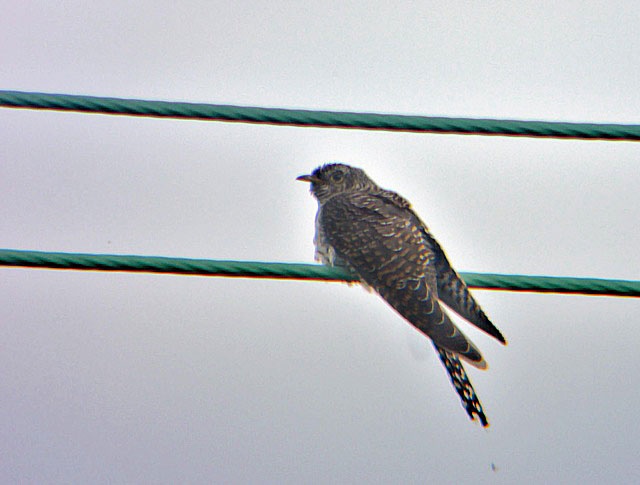 Cuckoo