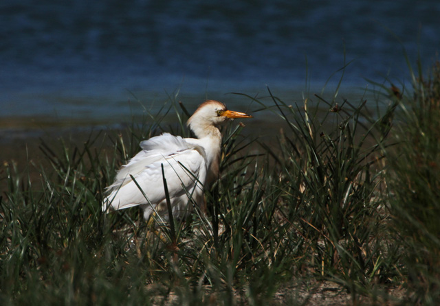 Cattle Egret