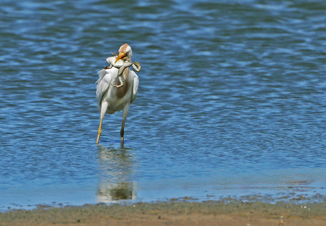 Cattle Egret