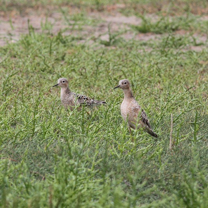 Buff-breasted Sandpiper