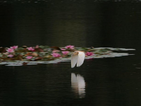 Squacco Heron