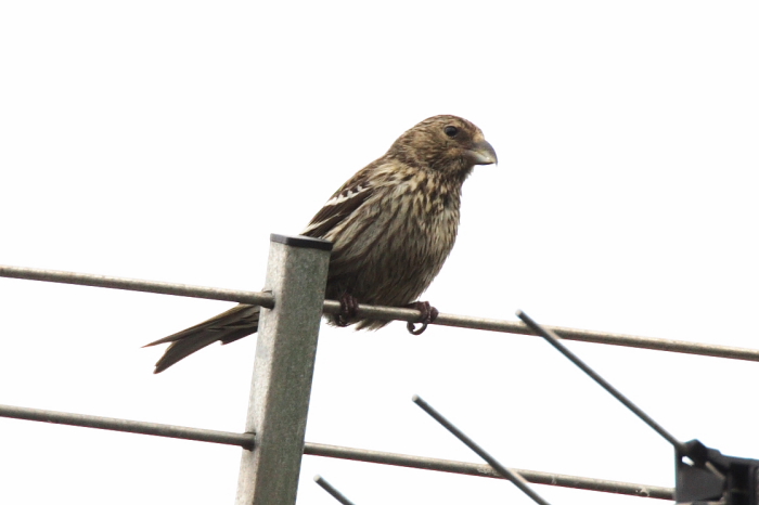Two-barred Crossbill