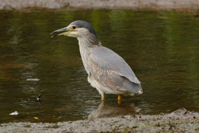 Night Heron