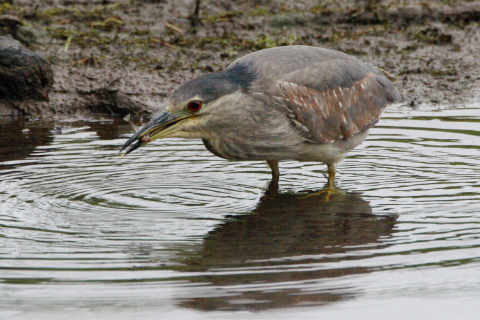 Night Heron