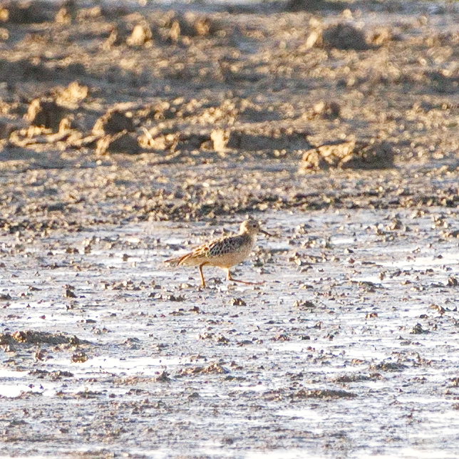 Buff-breasted Sandpiper