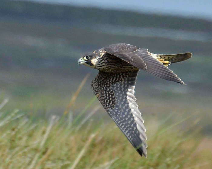 Peregrine