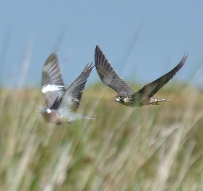 Peregrine
