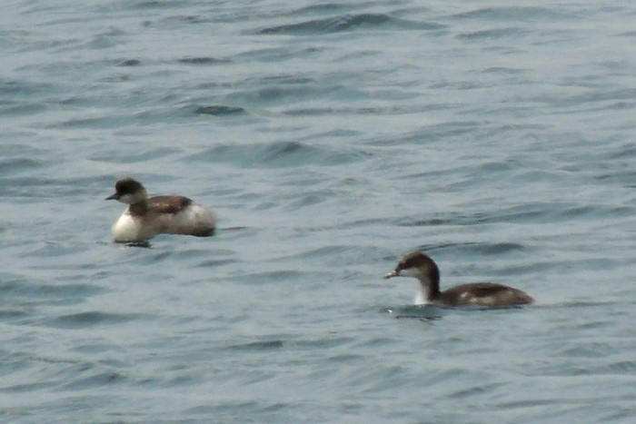 Black-necked Grebe