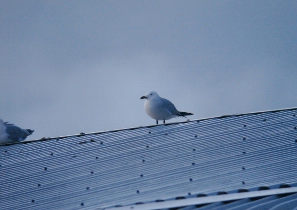 Audouin's Gull