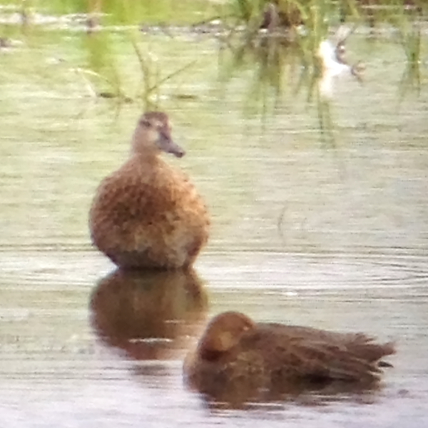 Blue-winged Teal
