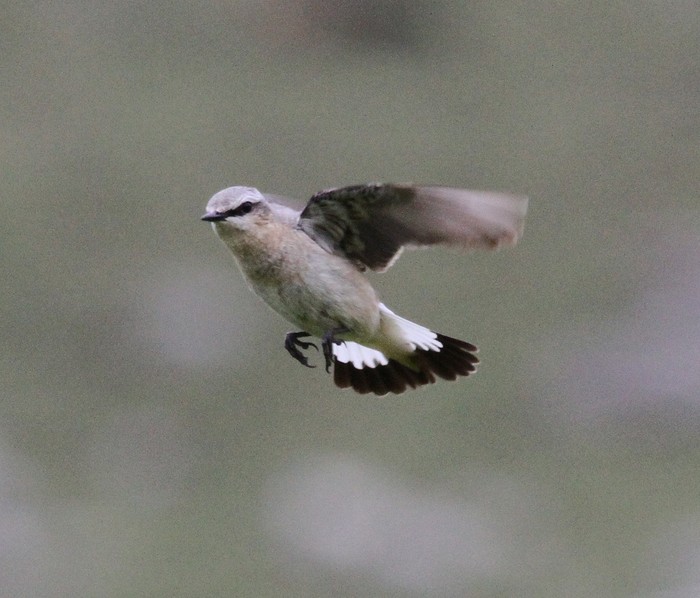Wheatear