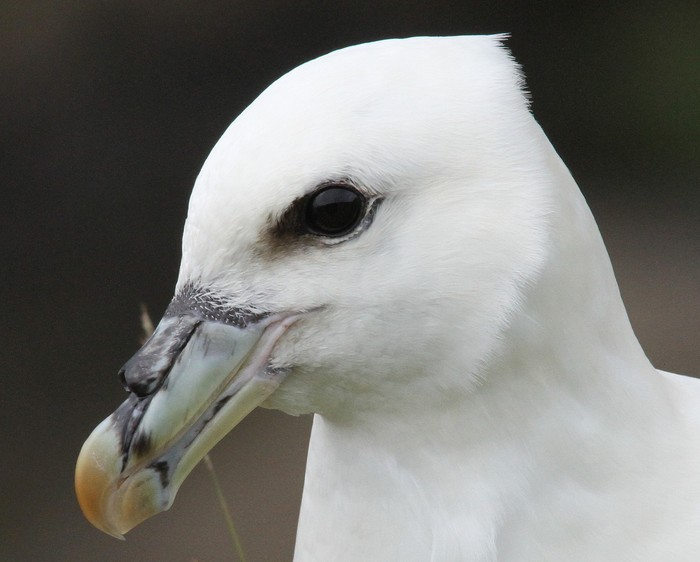 Fulmar