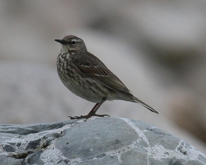 Rock Pipit