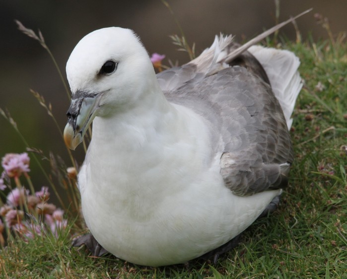 Fulmar