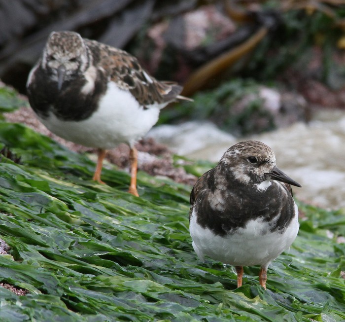 Turnstone