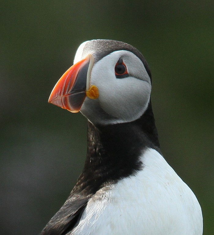 Puffin