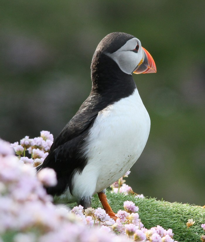 Puffin