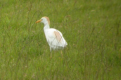 Cattle Egret